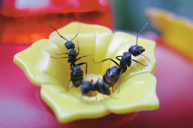 Check for a nectar trail before blaming the ants