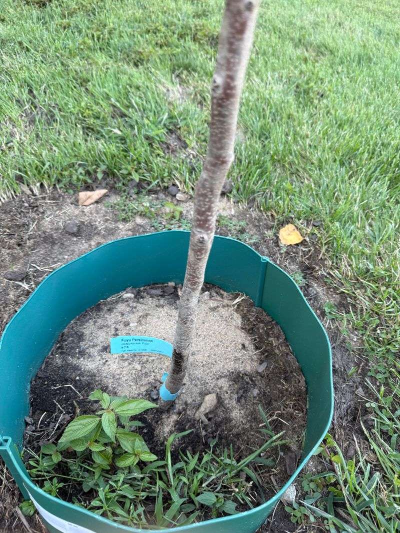 Check for dry roots and soggy soil