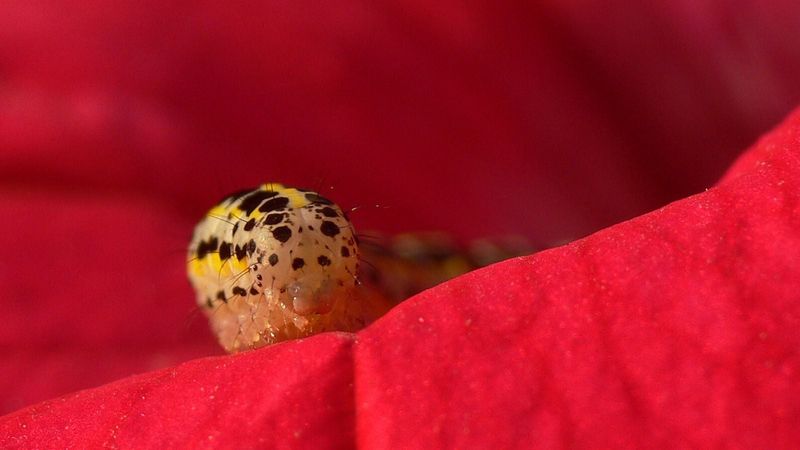 Check for heat, water, disease, light, and budworms