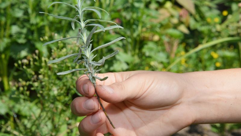 Check for living green growth before pruning Check for living green growth before pruning