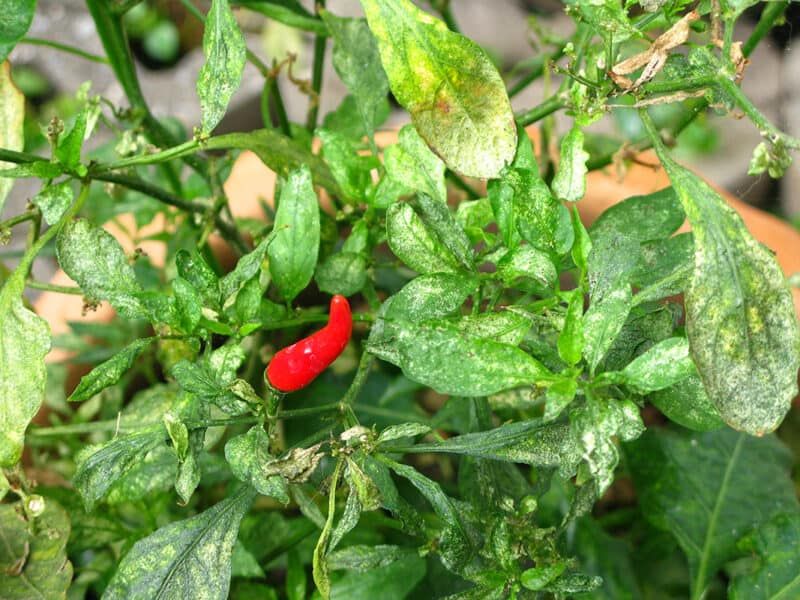Check for pests and other problems when symptoms do not fit