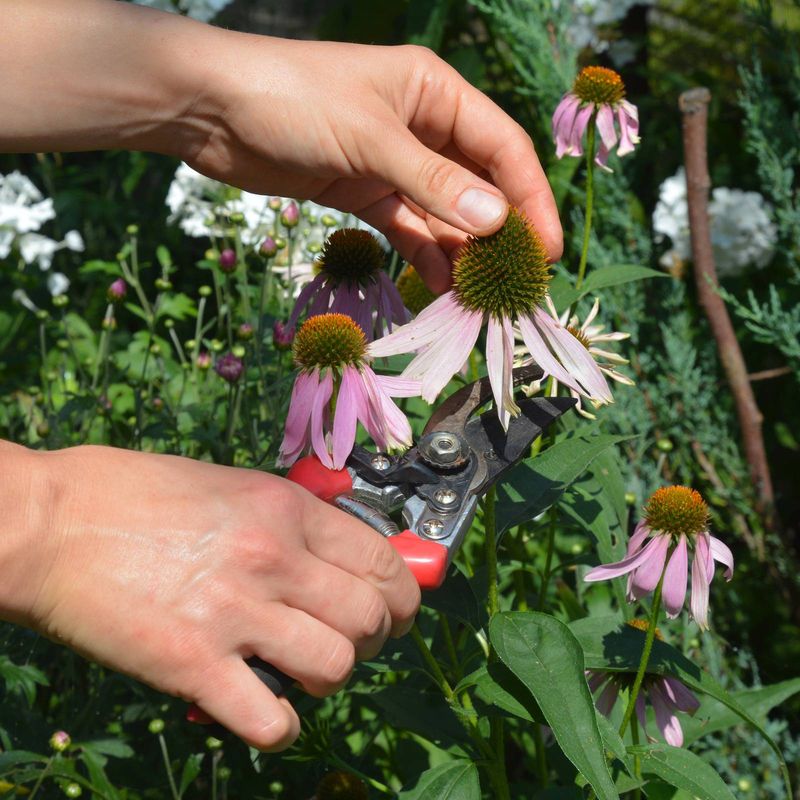 Check for seedlings in spring or save seed yourself