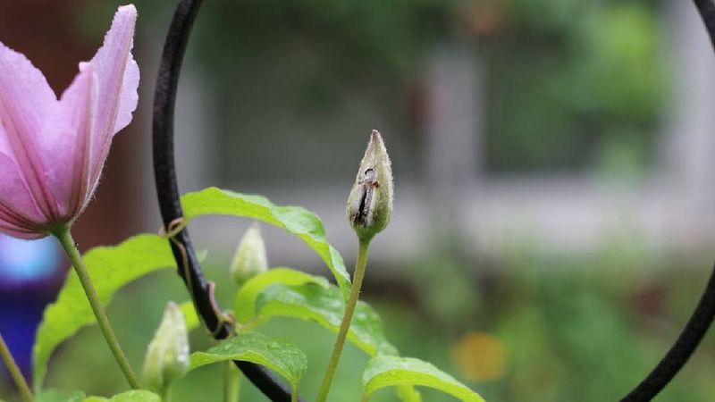 Check growing conditions before blaming pruning Check growing conditions before blaming pruning