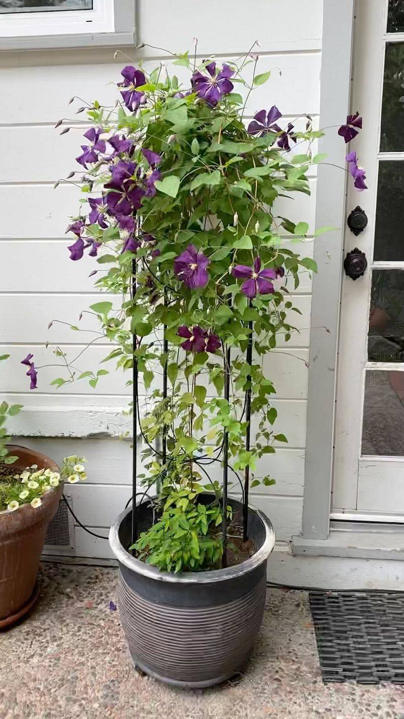 Check growing conditions before blaming pruning