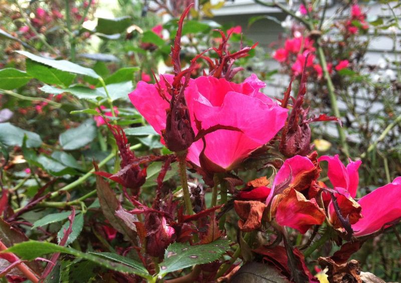 Check heat and drought stress before reaching for fertilizer