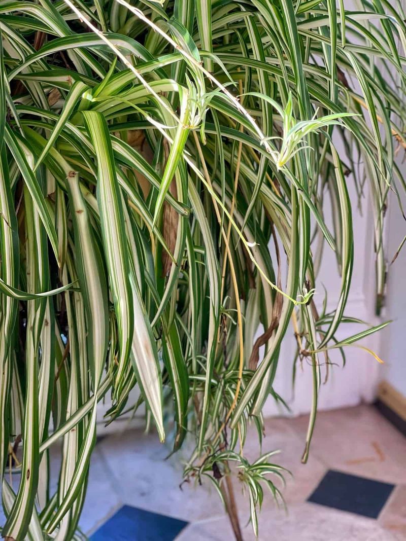 Check humidity, light, and pests when the soil looks right