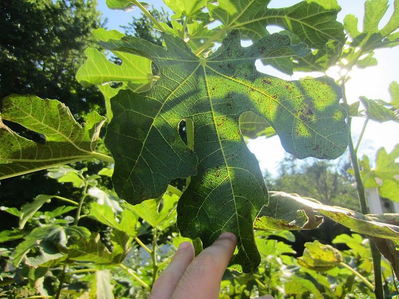 Check light and moisture against the tree’s actual conditions