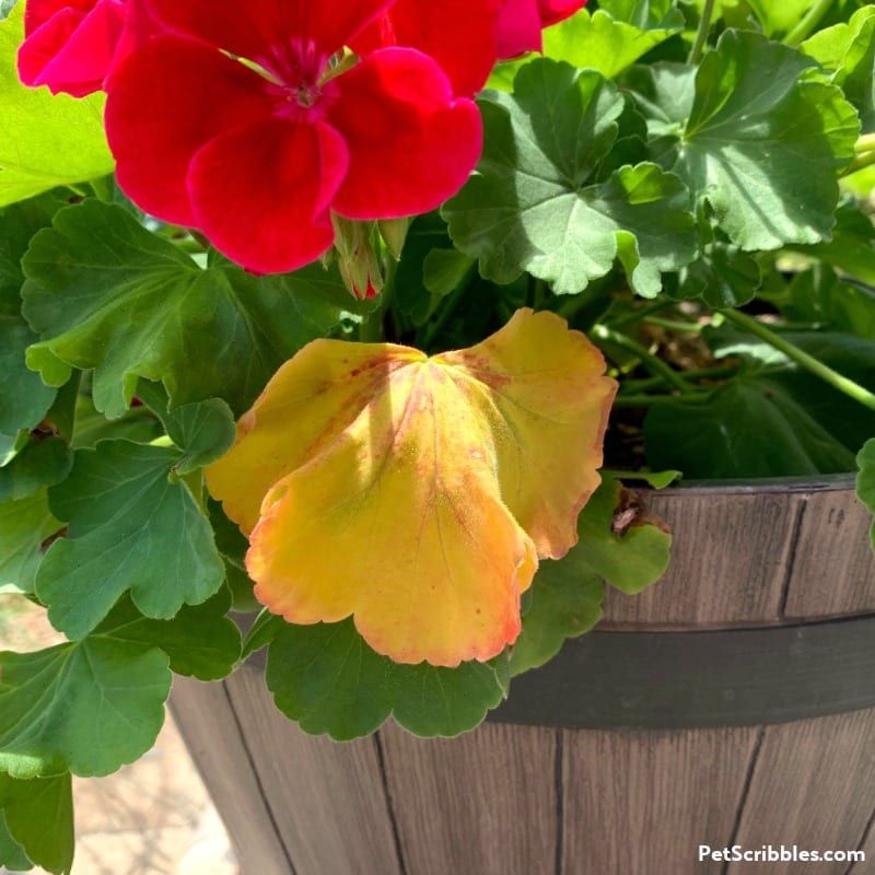 Check light and nutrition before reaching for fertilizer