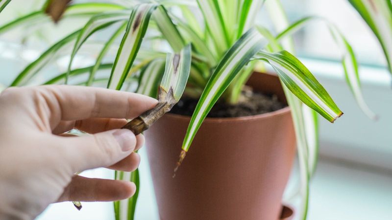 Check light, pests, and leaf-tip clues