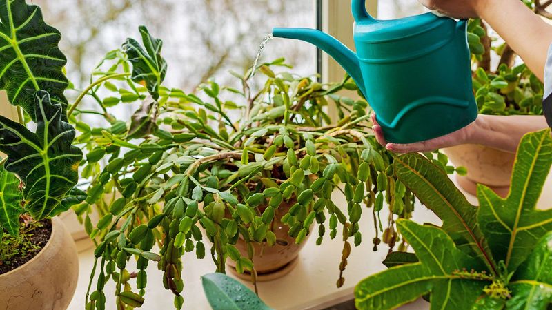 Check moisture and drainage before changing the pot