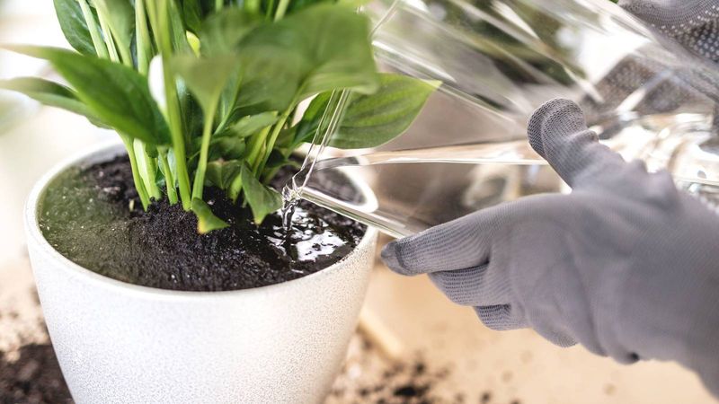 Check moisture and drainage before disturbing the plant