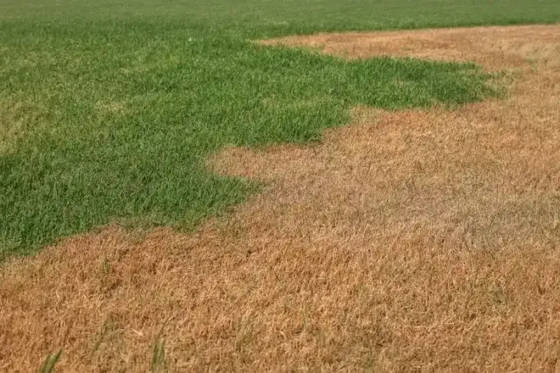 Check moisture before changing your watering Check moisture before changing your watering