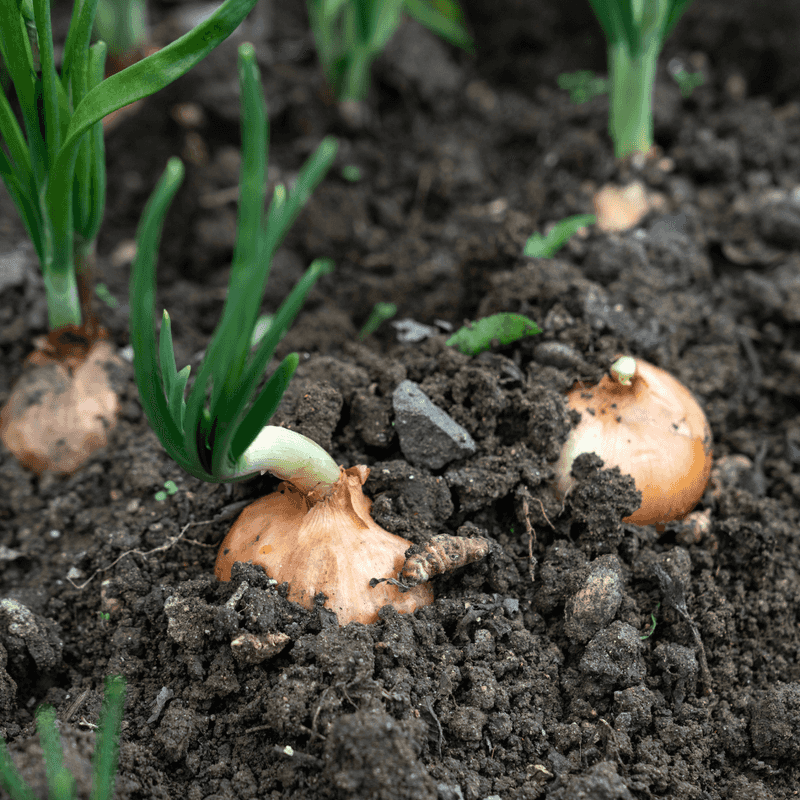 Check moisture, weeds, and early leaf growth Check moisture, weeds, and early leaf growth
