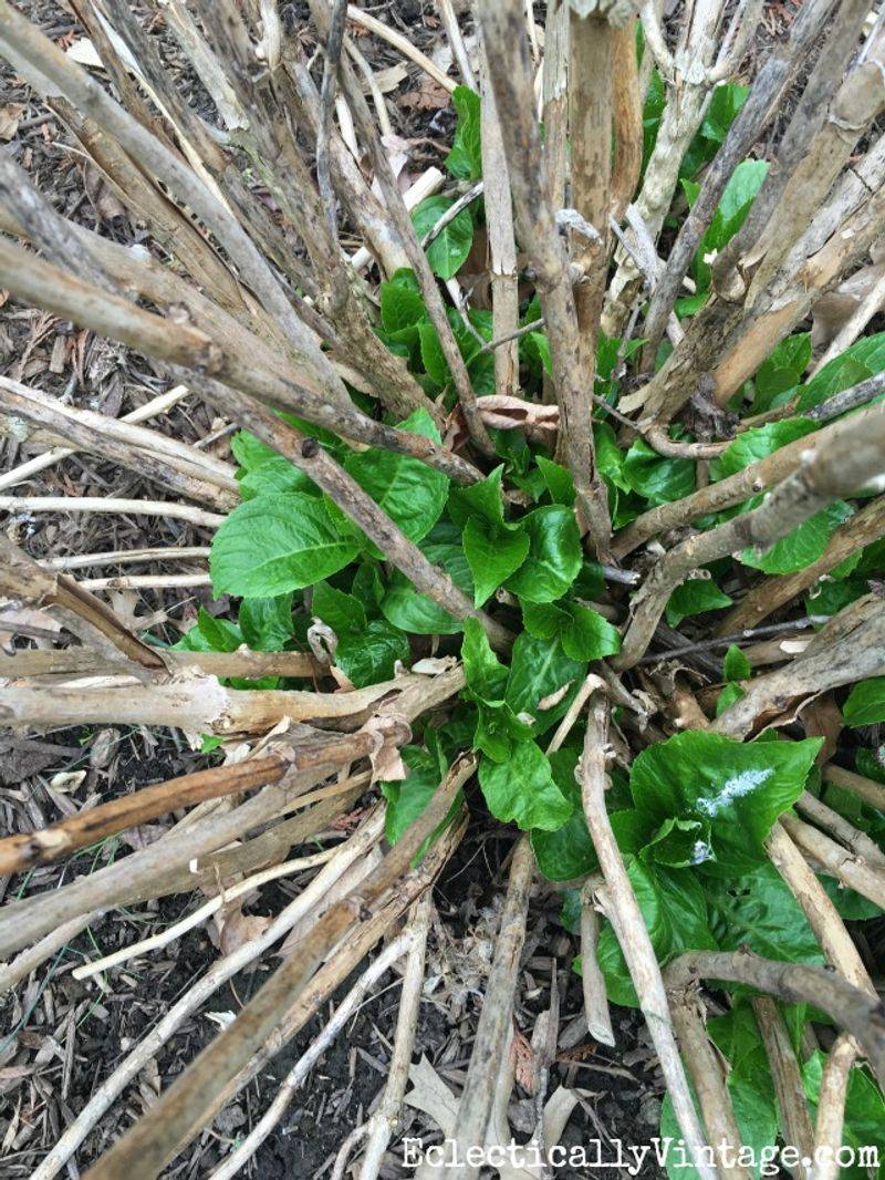 Check other causes when flowering disappoints