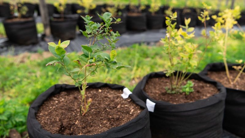 Check propagation terms before cloning a named variety