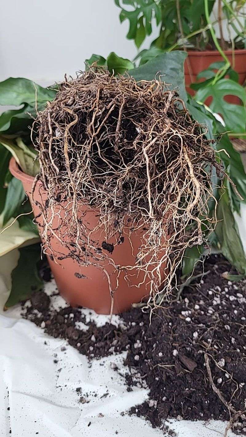 Check root moisture before adding more water Check root moisture before adding more water