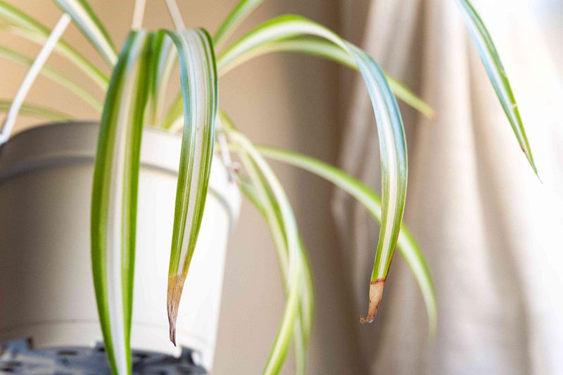 Check salts, light, and humidity before changing the routine again