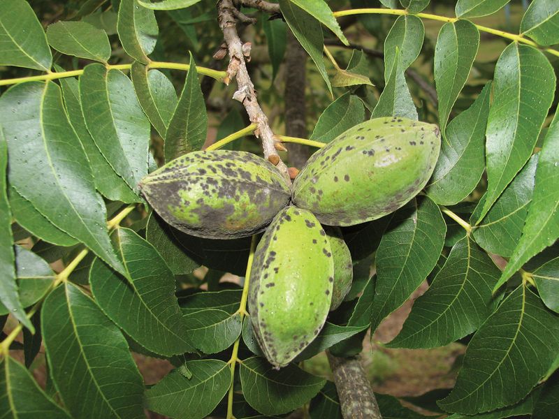 Check scab, mites, and moisture stress before blaming nutrition