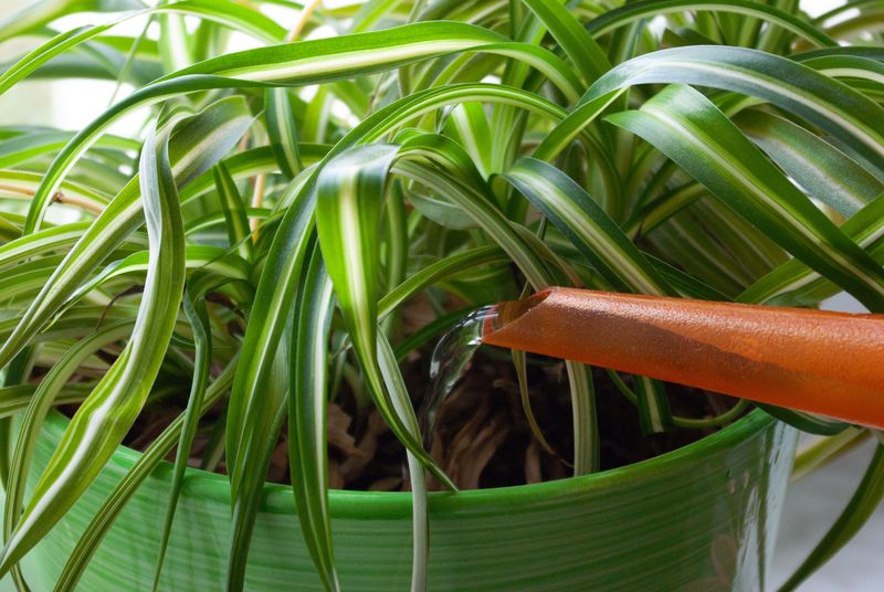 Check shallow or inconsistent watering first