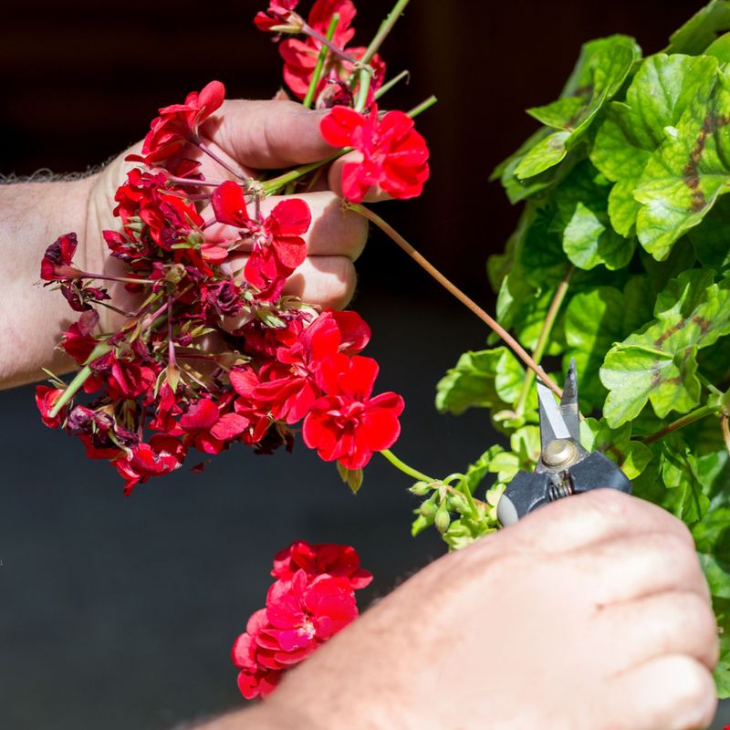 Check slow-release fertilizer before adding another dose
