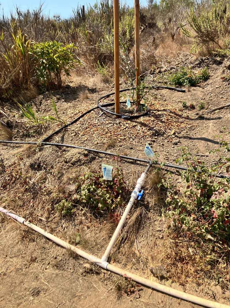 Check soil moisture before you water