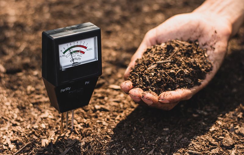 Check soil pH before relying on fertilizer