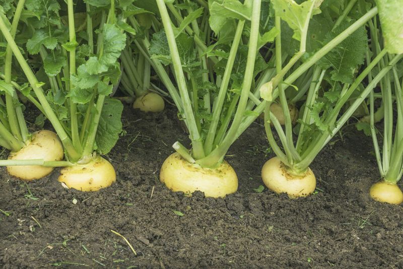 Check spacing, moisture, and heat before blaming fertilizer Check spacing, moisture, and heat before blaming fertilizer
