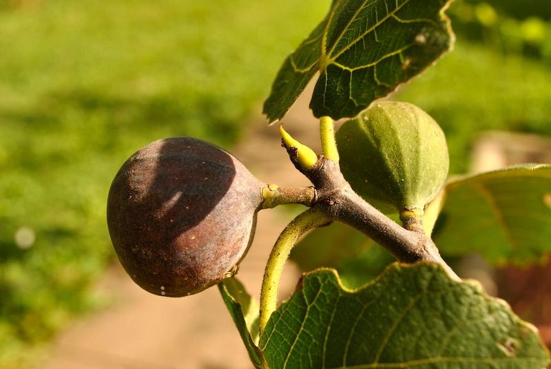 Check the Fruit Before You Count the Season Out