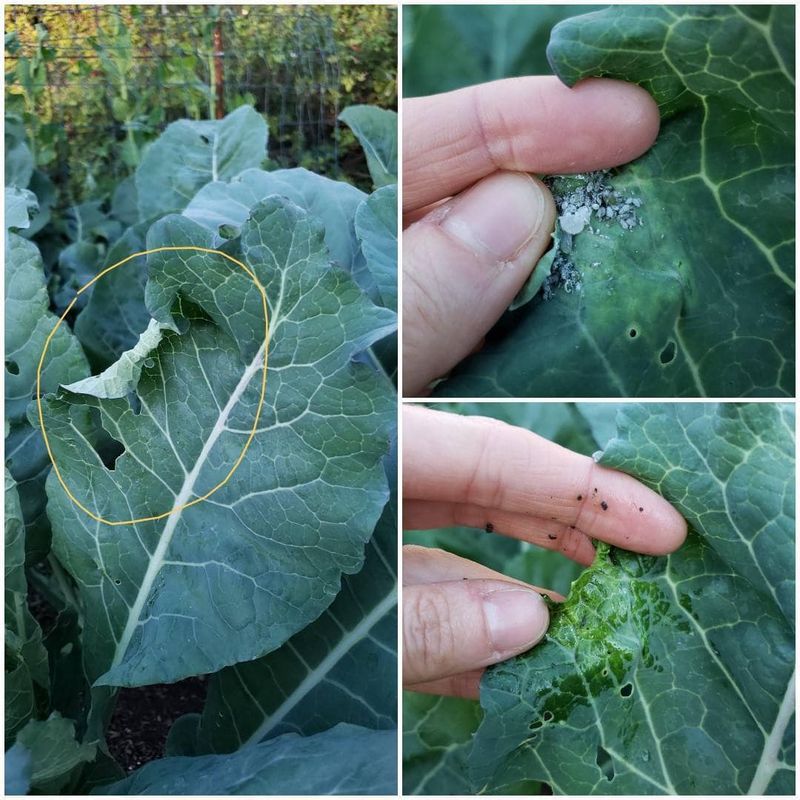 Check the Leaf Undersides for Aphids