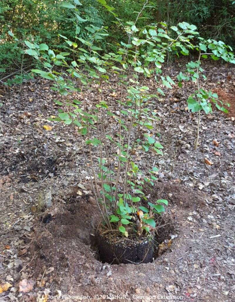 Check the Root Zone Before You Reach for the Hose Check the Root Zone Before You Reach for the Hose
