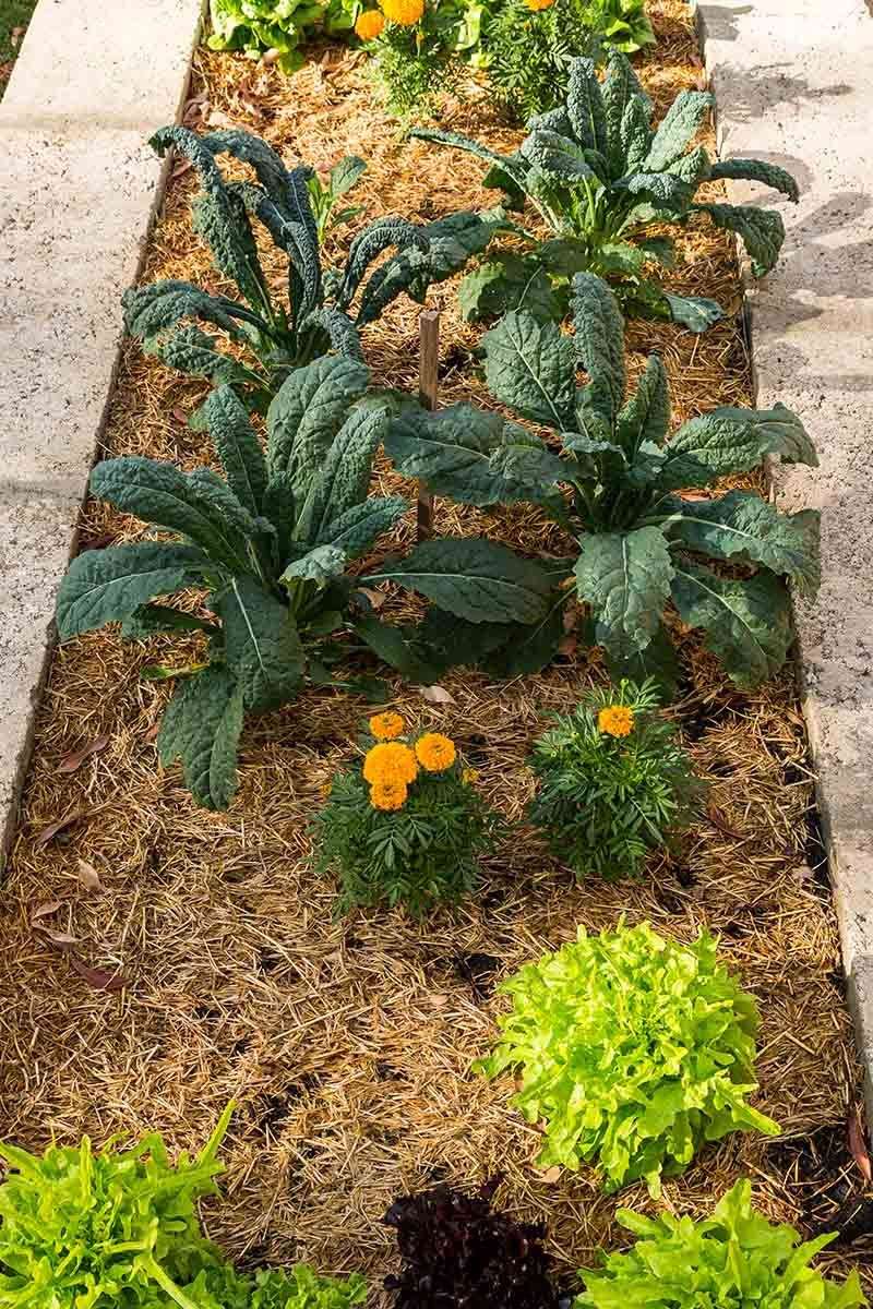 Check the cultivar, bed, roots, and newest leaves before treating Check the cultivar, bed, roots, and newest leaves before treating