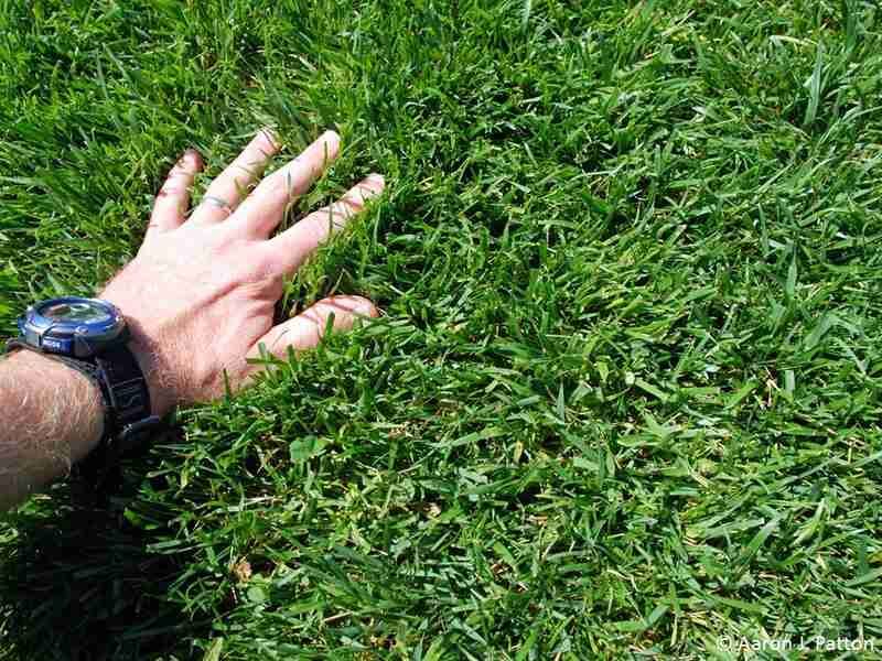 Check the grass and regional seeding window first Check the grass and regional seeding window first