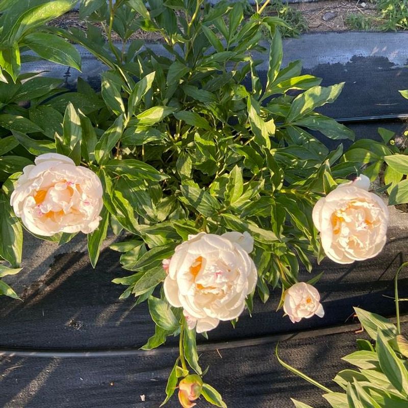 Check the growing conditions when leaves outnumber flowers Check the growing conditions when leaves outnumber flowers