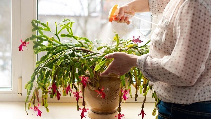 Check the mix before you reach for the watering can Check the mix before you reach for the watering can