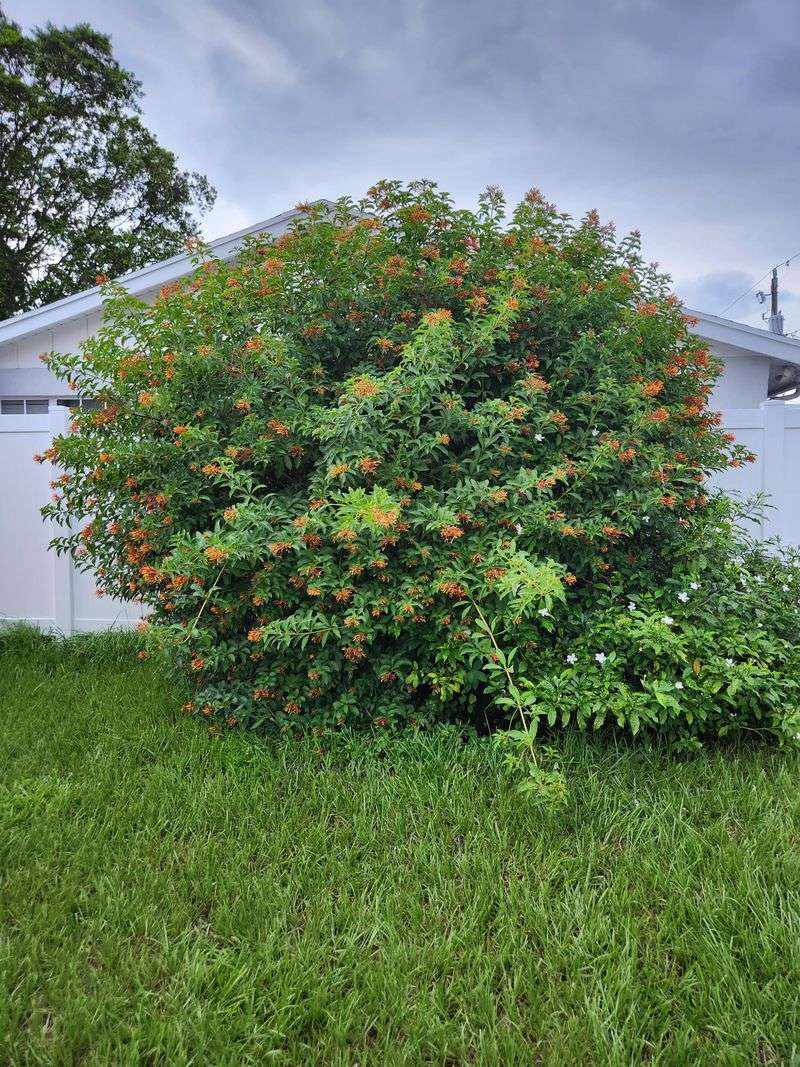 Check the plant and inspect for active nests