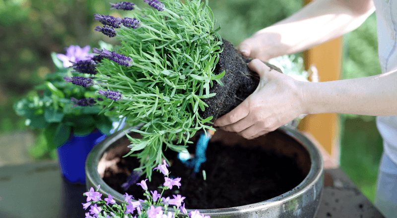 Check the pot before blaming the pruning