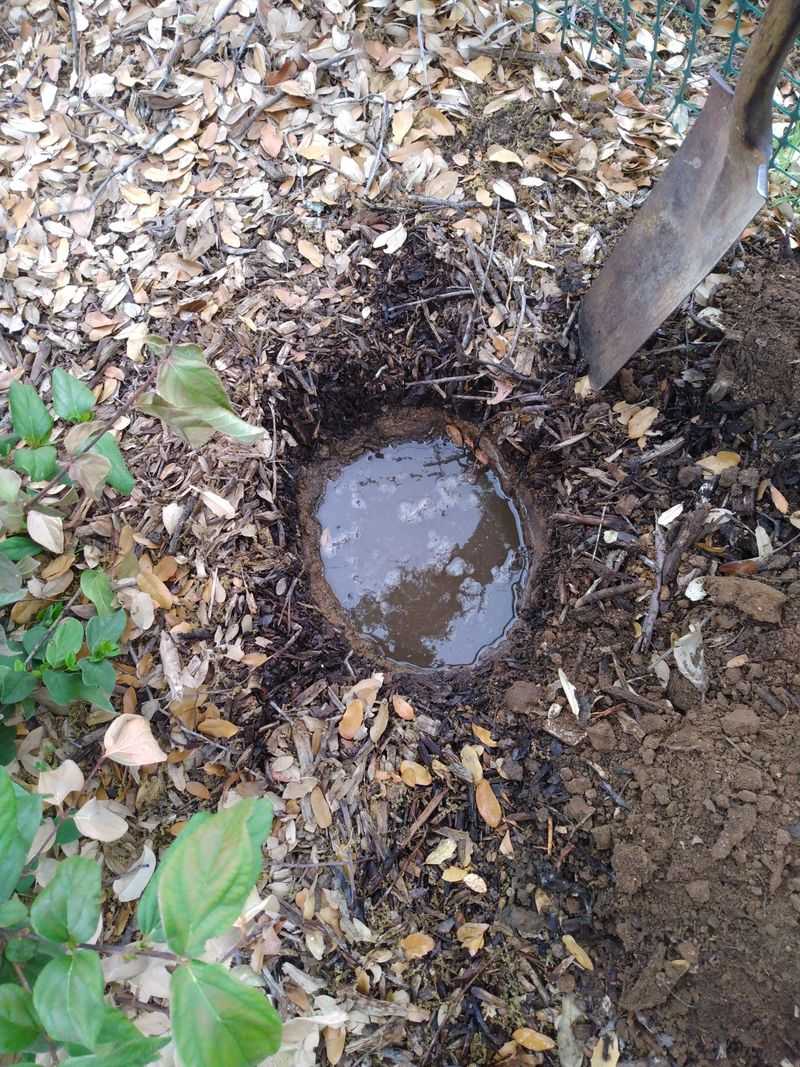 Check the root zone before you water