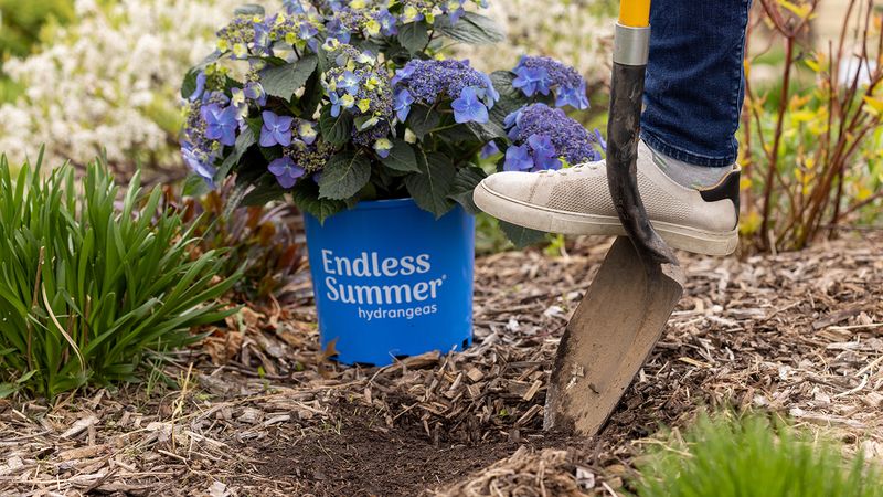 Check the root-zone soil before you reach for the hose