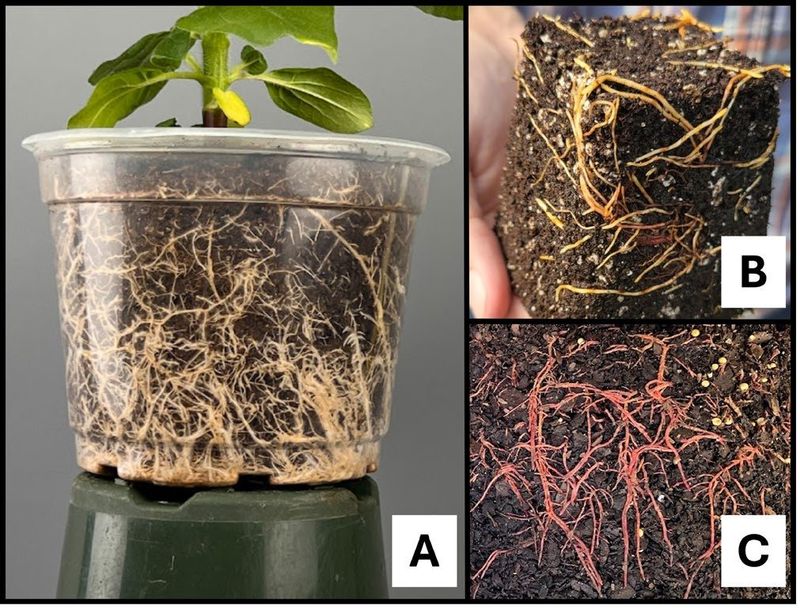 Check the roots before you add more water