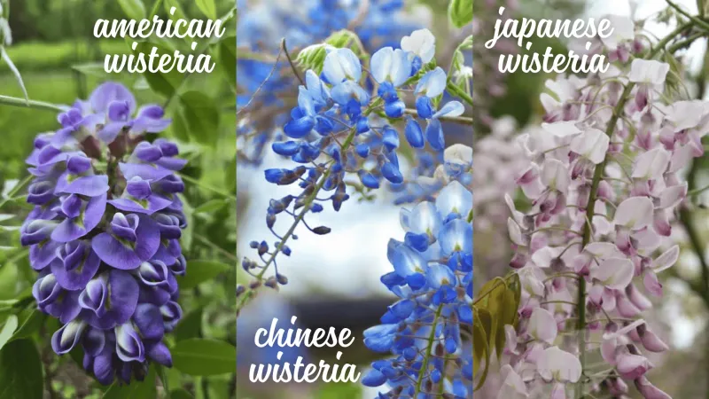 Check the scientific name before buying or removing a vine