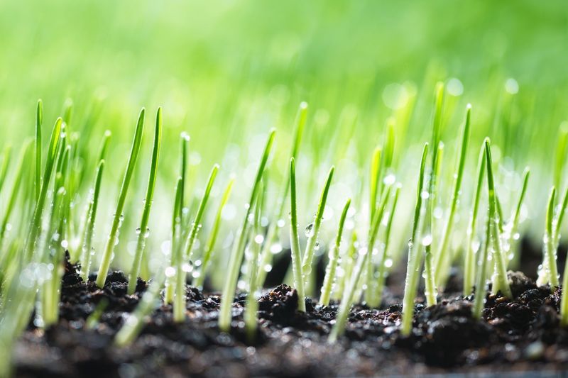 Check the seedbed before adjusting a timer
