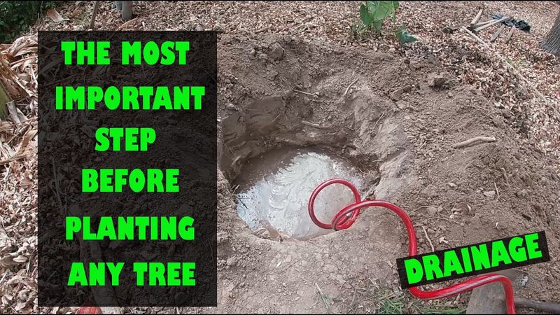 Check the site before you buy the tree