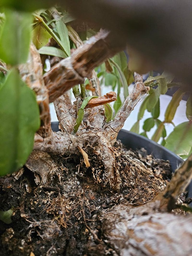 Check the soil before you water
