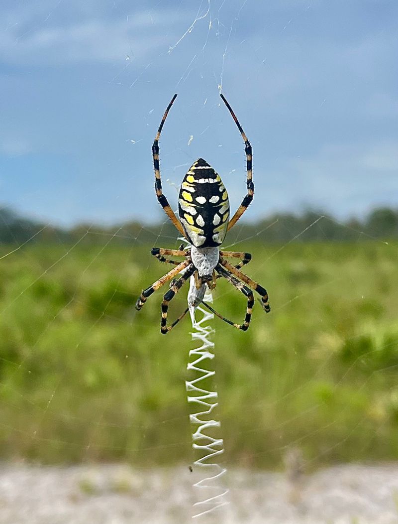 Check the spider and web before deciding what you saw