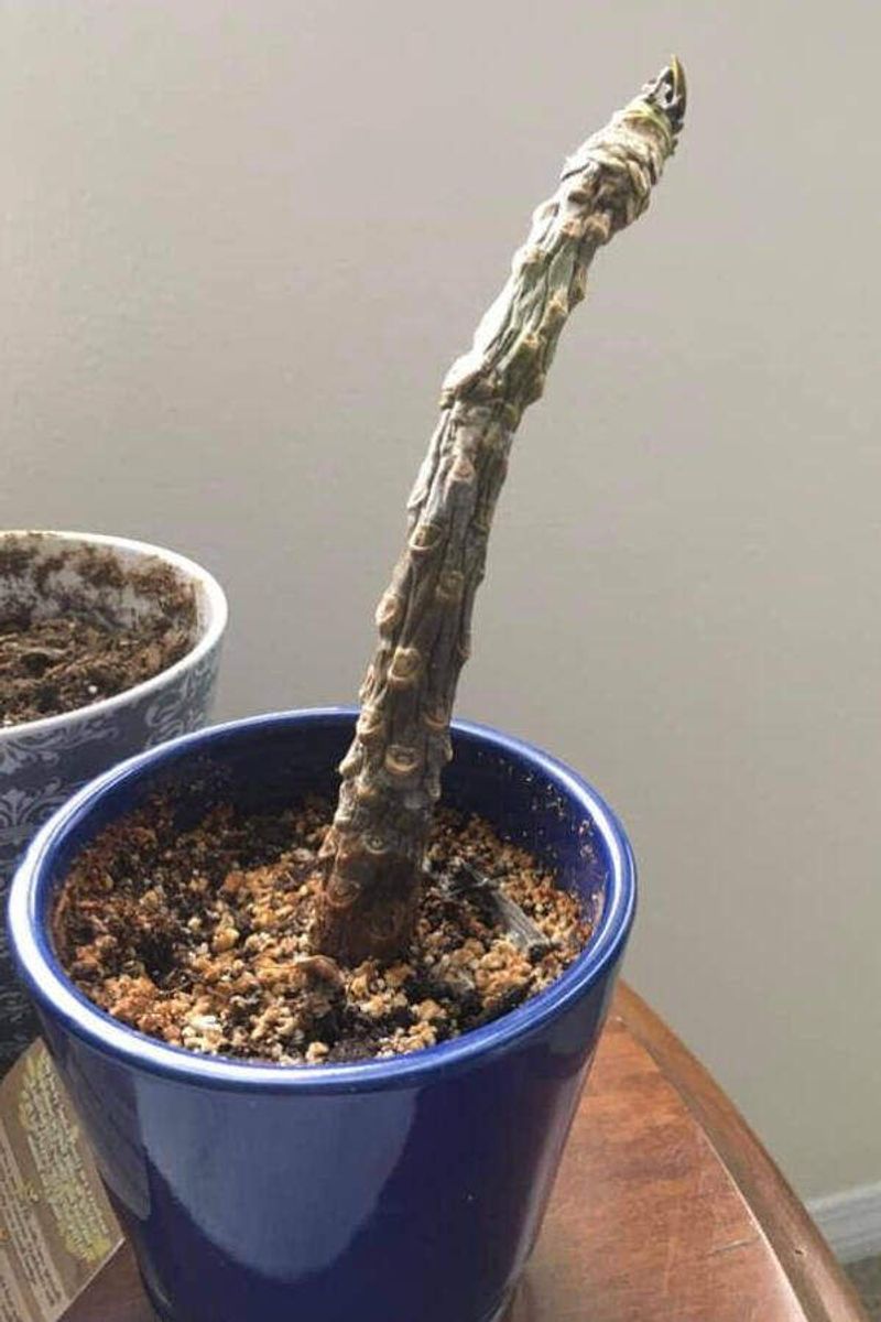 Check the stems and soil before changing the care routine Check the stems and soil before changing the care routine