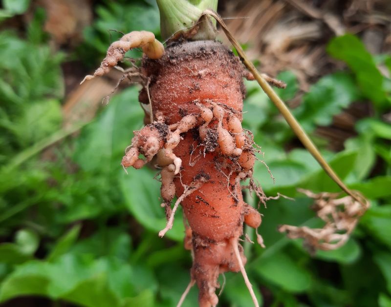 Check the tops and roots before choosing a remedy