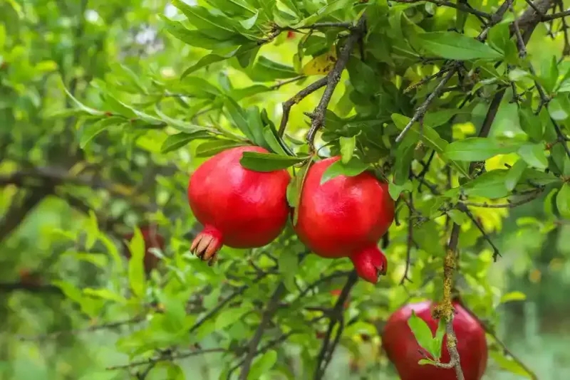 Check the tree's history and other sources of stress