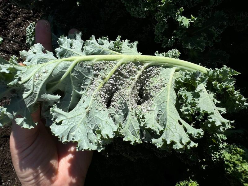 Check the undersides before calling it an aphid problem