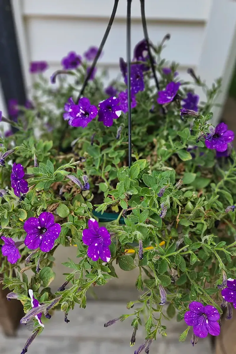 Check whether the plant is leggy or actually failing
