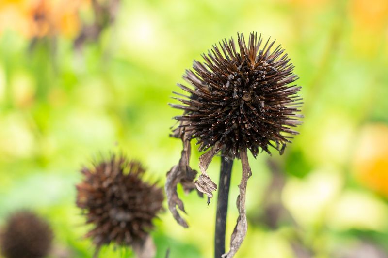 Check whether the seed head is ready